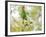 Two Maroon-Bellied Parakeets Feeding in a Tree in Ubatuba, Brazil-Alex Saberi-Framed Photographic Print