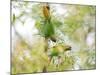 Two Maroon-Bellied Parakeets Feeding in a Tree in Ubatuba, Brazil-Alex Saberi-Mounted Photographic Print