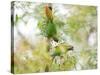 Two Maroon-Bellied Parakeets Feeding in a Tree in Ubatuba, Brazil-Alex Saberi-Stretched Canvas