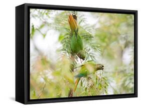 Two Maroon-Bellied Parakeets Feeding in a Tree in Ubatuba, Brazil-Alex Saberi-Framed Stretched Canvas