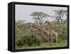 Two Masai Giraffe (Giraffa Camelopardalis Tippelskirchi), Serengeti National Park, Tanzania, East A-James Hager-Framed Stretched Canvas