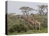 Two Masai Giraffe (Giraffa Camelopardalis Tippelskirchi), Serengeti National Park, Tanzania, East A-James Hager-Stretched Canvas