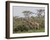 Two Masai Giraffe (Giraffa Camelopardalis Tippelskirchi), Serengeti National Park, Tanzania, East A-James Hager-Framed Photographic Print