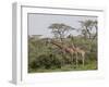 Two Masai Giraffe (Giraffa Camelopardalis Tippelskirchi), Serengeti National Park, Tanzania, East A-James Hager-Framed Photographic Print