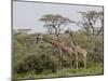 Two Masai Giraffe (Giraffa Camelopardalis Tippelskirchi), Serengeti National Park, Tanzania, East A-James Hager-Mounted Photographic Print