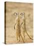 Two Meerkat or Suricate, Kgalagadi Transfrontier Park, South Africa-James Hager-Stretched Canvas