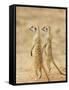 Two Meerkat or Suricate, Kgalagadi Transfrontier Park, South Africa-James Hager-Framed Stretched Canvas