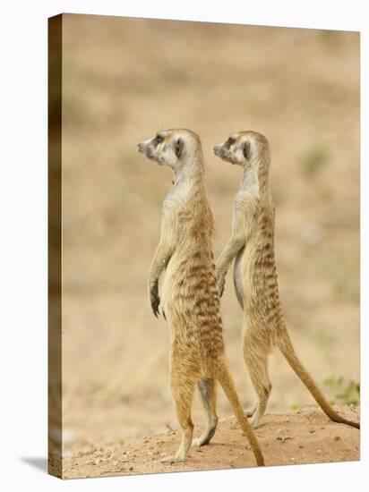 Two Meerkat or Suricate, Kgalagadi Transfrontier Park, South Africa-James Hager-Stretched Canvas