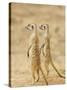 Two Meerkat or Suricate, Kgalagadi Transfrontier Park, South Africa-James Hager-Stretched Canvas