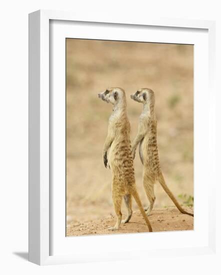 Two Meerkat or Suricate, Kgalagadi Transfrontier Park, South Africa-James Hager-Framed Photographic Print