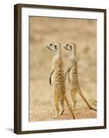 Two Meerkat or Suricate, Kgalagadi Transfrontier Park, South Africa-James Hager-Framed Photographic Print