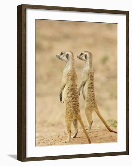 Two Meerkat or Suricate, Kgalagadi Transfrontier Park, South Africa-James Hager-Framed Photographic Print