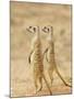 Two Meerkat or Suricate, Kgalagadi Transfrontier Park, South Africa-James Hager-Mounted Photographic Print
