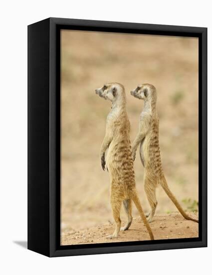 Two Meerkat or Suricate, Kgalagadi Transfrontier Park, South Africa-James Hager-Framed Stretched Canvas