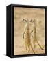 Two Meerkat or Suricate, Kgalagadi Transfrontier Park, South Africa-James Hager-Framed Stretched Canvas