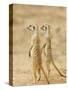 Two Meerkat or Suricate, Kgalagadi Transfrontier Park, South Africa-James Hager-Stretched Canvas