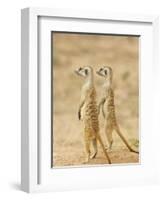 Two Meerkat or Suricate, Kgalagadi Transfrontier Park, South Africa-James Hager-Framed Photographic Print