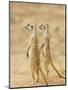 Two Meerkat or Suricate, Kgalagadi Transfrontier Park, South Africa-James Hager-Mounted Photographic Print