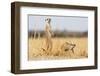 Two Meerkats Alert and on Evening Lookout in the Dry Grass of the Kalahari, Botswana-Karine Aigner-Framed Photographic Print
