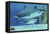 Two Megalodon Sharks from the Cenozoic Era-null-Framed Stretched Canvas