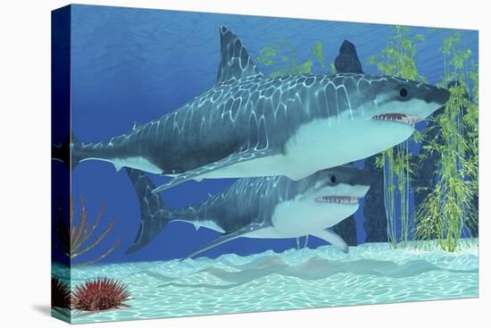 Two Megalodon Sharks from the Cenozoic Era-null-Stretched Canvas