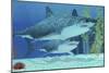 Two Megalodon Sharks from the Cenozoic Era-null-Mounted Premium Giclee Print