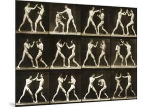 Two Men Boxing, from the 'Animal Locomotion; Series, C.1881-Eadweard Muybridge-Mounted Photographic Print