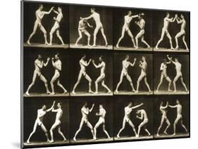 Two Men Boxing, from the 'Animal Locomotion; Series, C.1881-Eadweard Muybridge-Mounted Premium Photographic Print