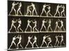 Two Men Boxing, from the 'Animal Locomotion; Series, C.1881-Eadweard Muybridge-Mounted Photographic Print