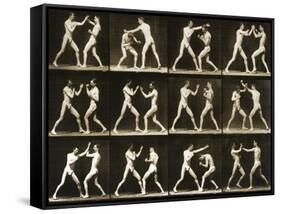 Two Men Boxing, from the 'Animal Locomotion; Series, C.1881-Eadweard Muybridge-Framed Stretched Canvas