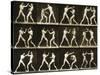 Two Men Boxing, from the 'Animal Locomotion; Series, C.1881-Eadweard Muybridge-Stretched Canvas