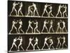 Two Men Boxing, from the 'Animal Locomotion; Series, C.1881-Eadweard Muybridge-Stretched Canvas