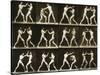 Two Men Boxing, from the 'Animal Locomotion; Series, C.1881-Eadweard Muybridge-Stretched Canvas