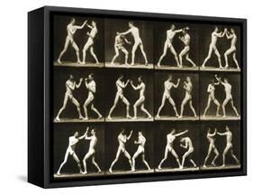 Two Men Boxing, from the 'Animal Locomotion; Series, C.1881-Eadweard Muybridge-Framed Stretched Canvas