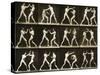 Two Men Boxing, from the 'Animal Locomotion; Series, C.1881-Eadweard Muybridge-Stretched Canvas