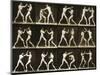 Two Men Boxing, from the 'Animal Locomotion; Series, C.1881-Eadweard Muybridge-Mounted Photographic Print