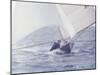 Two Men in a Small Sailboat, New Zealand-null-Mounted Photographic Print