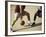 Two Men Playing Basketball-null-Framed Photographic Print