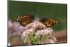 Two Monarch butterflies on butterfly weed flowers-Adam Jones-Mounted Photographic Print