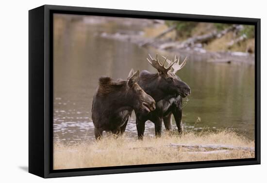 Two Moose at Riverbank-DLILLC-Framed Stretched Canvas