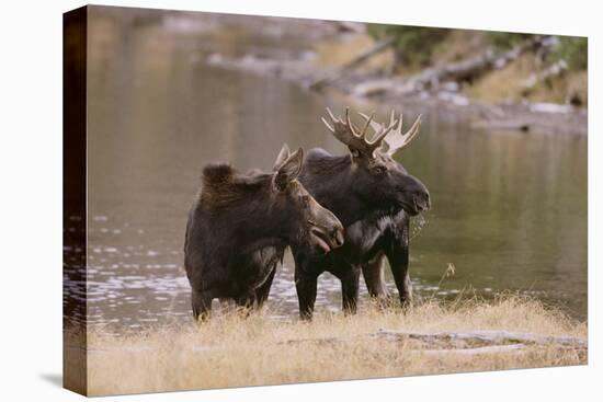 Two Moose at Riverbank-DLILLC-Stretched Canvas