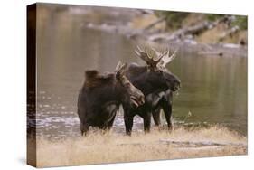 Two Moose at Riverbank-DLILLC-Stretched Canvas