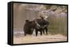 Two Moose at Riverbank-DLILLC-Framed Stretched Canvas