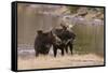 Two Moose at Riverbank-DLILLC-Framed Stretched Canvas