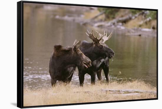 Two Moose at Riverbank-DLILLC-Framed Stretched Canvas