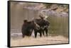 Two Moose at Riverbank-DLILLC-Framed Stretched Canvas