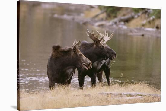 Two Moose at Riverbank-DLILLC-Stretched Canvas