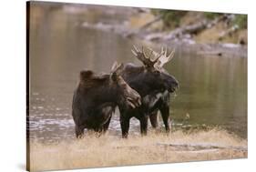 Two Moose at Riverbank-DLILLC-Stretched Canvas