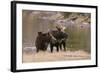 Two Moose at Riverbank-DLILLC-Framed Photographic Print