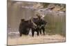Two Moose at Riverbank-DLILLC-Mounted Photographic Print